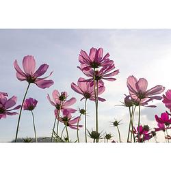 Foto van Dimex cosmos flowers vlies fotobehang 375x250cm 5-banen