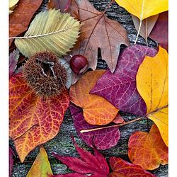 Foto van Dimex autumn leaves vlies fotobehang 225x250cm 3-banen