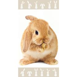 Foto van Animal pictures strandlaken konijn - 70 x 140 cm - katoen
