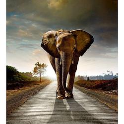 Foto van Dimex walking elephant vlies fotobehang 225x250cm 3-banen