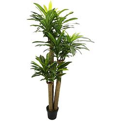 Foto van Corn stalk dracaena 190 cm