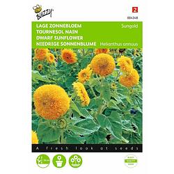 Foto van 2 stuks helianthus annuus sungold dubbelbl. laag