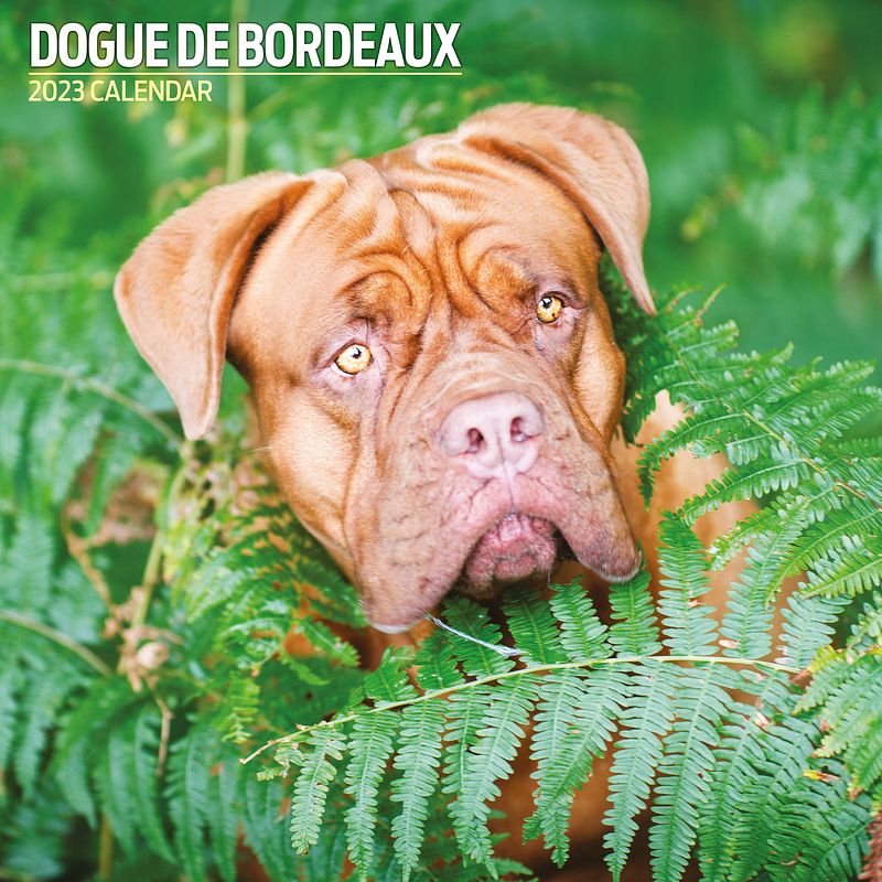 Foto van Bordeaux dog kalender 2023