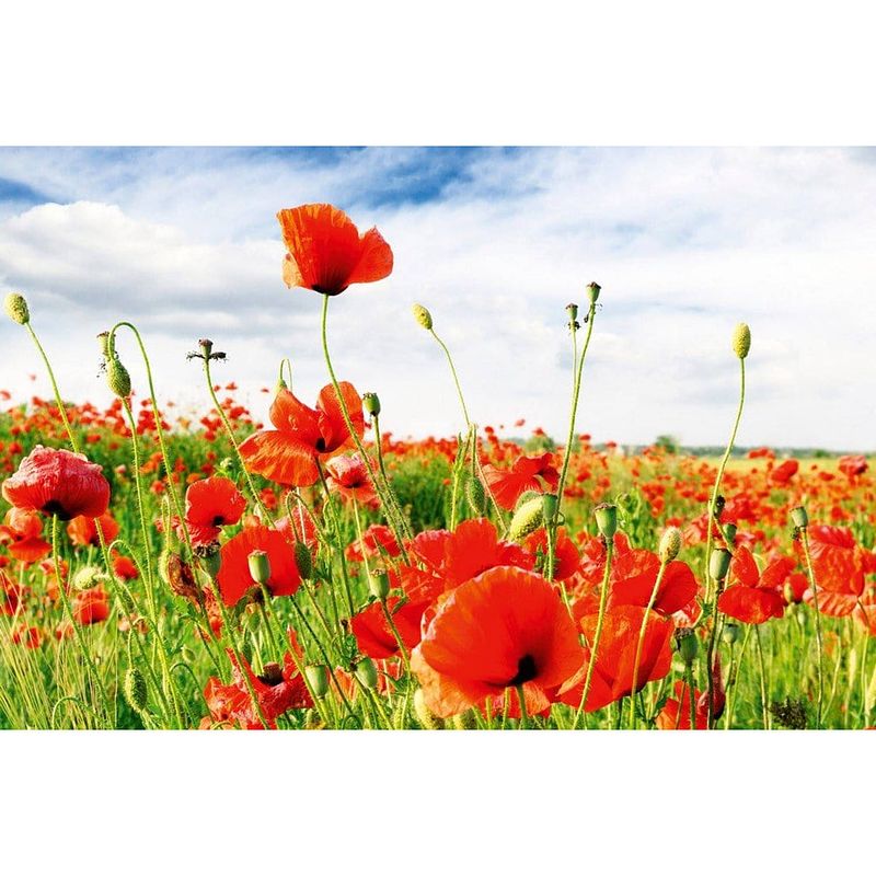 Foto van Dimex red poppies vlies fotobehang 375x250cm 5-banen