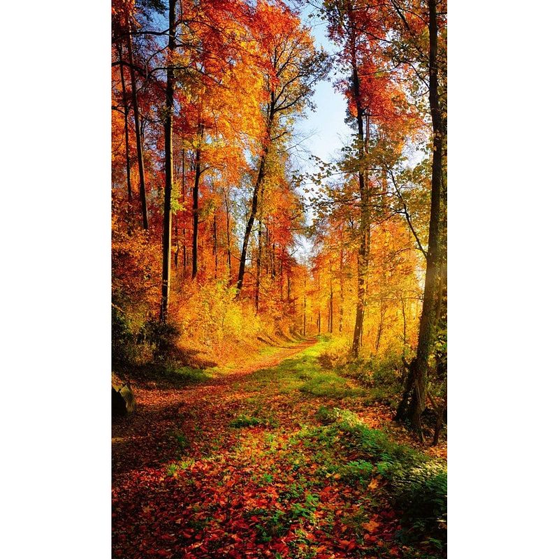 Foto van Dimex forest walk vlies fotobehang 150x250cm 2-banen