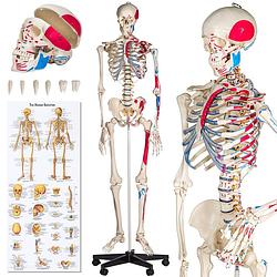 Foto van Tectake - model menselijk skelet + spier-markering op staander 401755