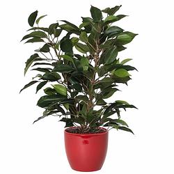 Foto van Groene ficus kunstplant 40 cm met plantenpot wijnrood d13.5 en h12.5 cm - kunstplanten