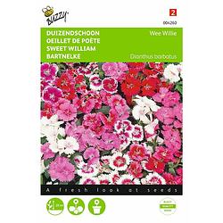 Foto van 2 stuks dianthus barbatus wee willie gemengd