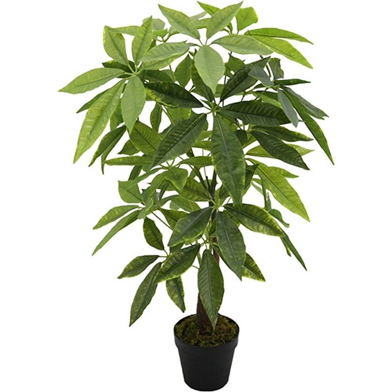 Foto van Money plant 90 cm