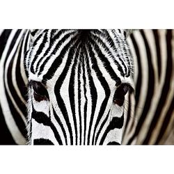Foto van Dimex zebra vlies fotobehang 375x250cm 5-banen