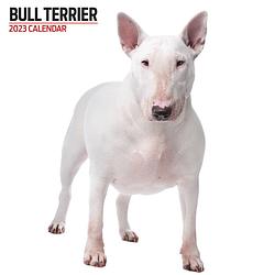 Foto van Bull terrier kalender 2023 modern