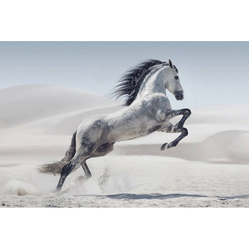 Foto van Grupo erik andaluz horse poster 91,5x61cm