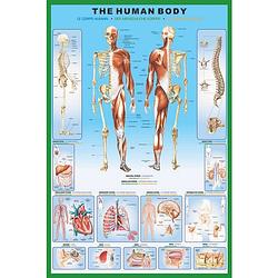 Foto van Pyramid the human body poster 61x91,5cm