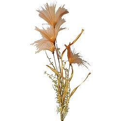 Foto van Pampas gras met blad 70cm oranje