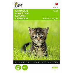 Foto van 5 stuks kattengras gerst