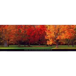 Foto van Tom mackie - maple trees in autumn kunstdruk 95x33cm