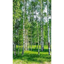 Foto van Dimex birch grow vlies fotobehang 150x250cm 2-banen