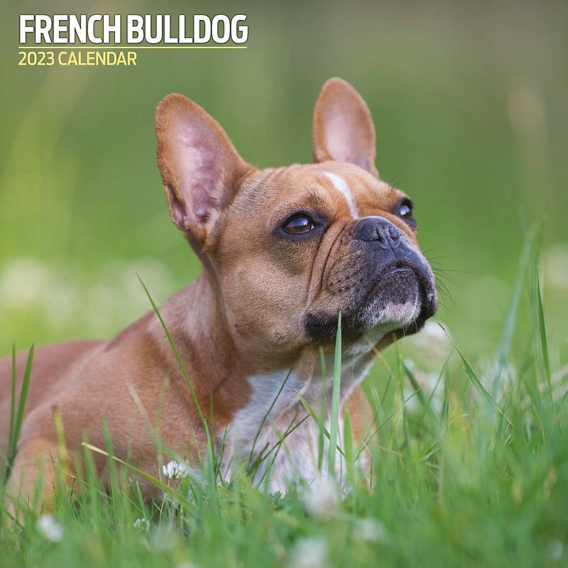 Foto van Franse bulldog kalender 2023