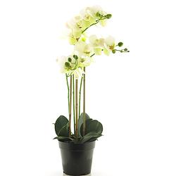 Foto van Nova nature - (best) rt phalaenopsis bora x3 in pot 60cm white