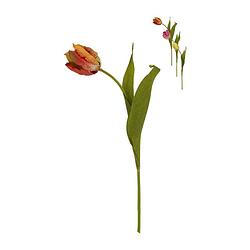 Foto van Tulp klein - verschillende soorten - 30 cm