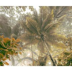 Foto van Fotobehang - palms panorama 300x250cm - vliesbehang
