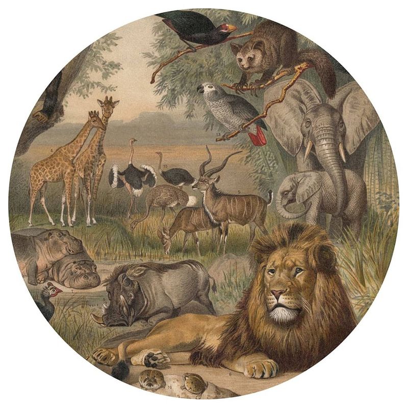 Foto van Wallart behangcirkel animals of africa 190 cm