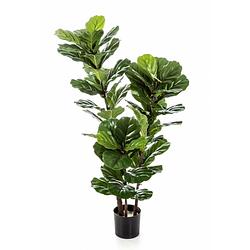 Foto van Kunstplant ficus lyrata - 130 cm