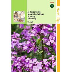 Foto van Hortitops - 2 stuks lunaria annua biennis violet judaspenning