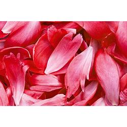 Foto van Dimex red petals vlies fotobehang 375x250cm 5-banen