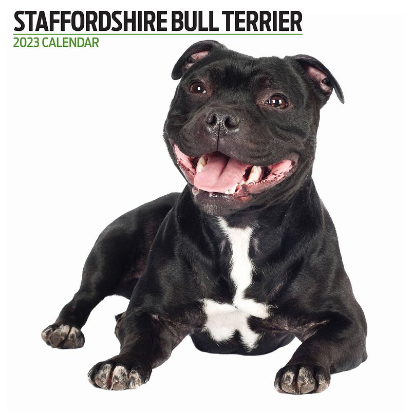 Foto van Staffordshire bull terrier kalender 2023 modern