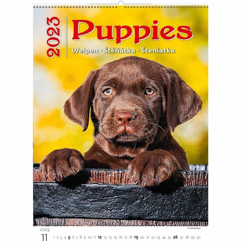 Foto van Puppies kalender 2023