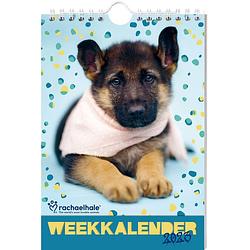 Foto van Rachael hale puppy's weekkalender 2023