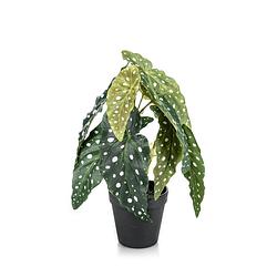 Foto van Begonia maculata kunstplant 30cm