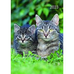 Foto van Cats & kittens agenda 2023