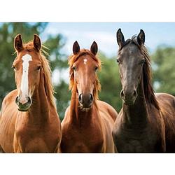 Foto van Set van 2x stuks placemats drie paarden 3d 30 x 40 cm - placemats