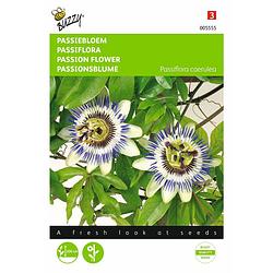 Foto van 2 stuks passiflora coerulea passiebloem