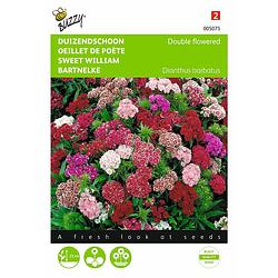 Foto van 2 stuks dianthus barbatus nanus compactus dubbel gemengd