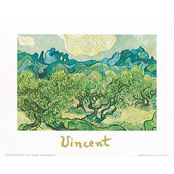 Foto van Vincent van gogh - landscapes with olive trees kunstdruk 30x24cm