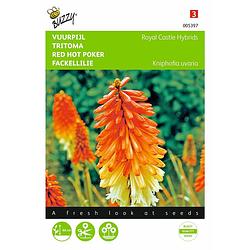 Foto van 2 stuks kniphofia tritoma royal castle hybr.