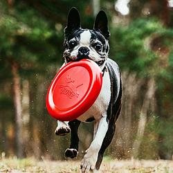 Foto van Frisbee voor hond met bacongeur
