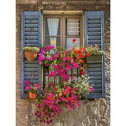 Foto van Tuinposter raam blauwe luiken en bloemen 60x80cm teun tuinposters
