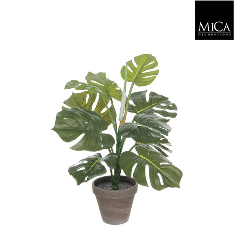 Foto van Monstera groen in pot stan grijs d13,5cm - h48xd39cm