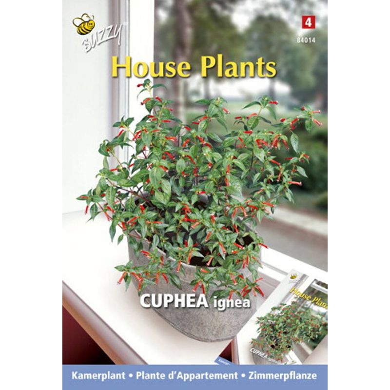 Foto van 3 stuks - buzzy - house plants cuphea luciferplantje