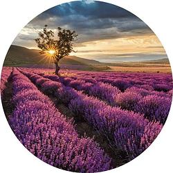 Foto van Wizard+genius lavender in the provence vlies fotobehang 140x140cm rond