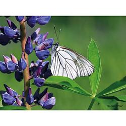 Foto van Tuinschilderij lupin/butterfly 70x130cm