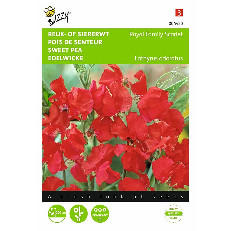 Foto van 2 stuks lathyrus odoratus royal family rood