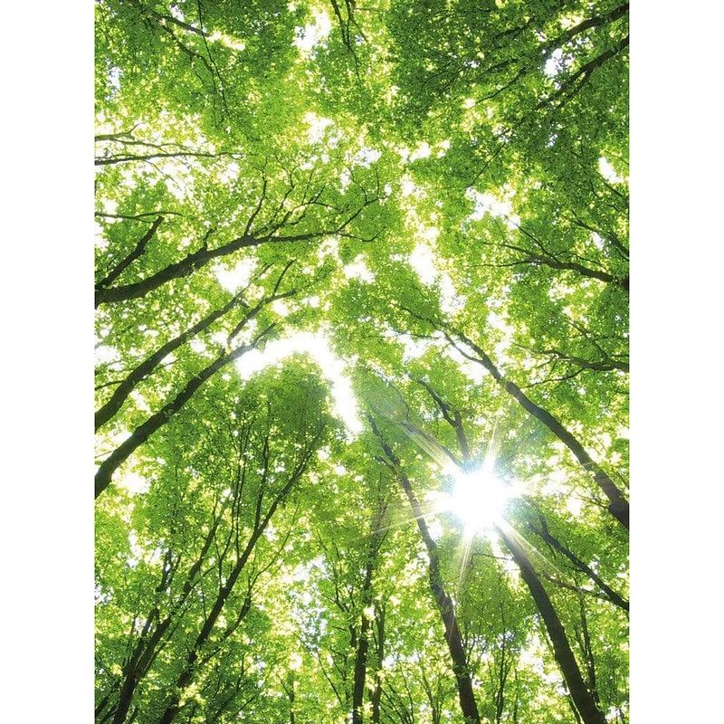 Foto van Wizard+genius sunny forest vlies fotobehang 192x260cm 4-banen