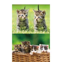 Foto van 2x dieren magneten 3d kittens - magneten