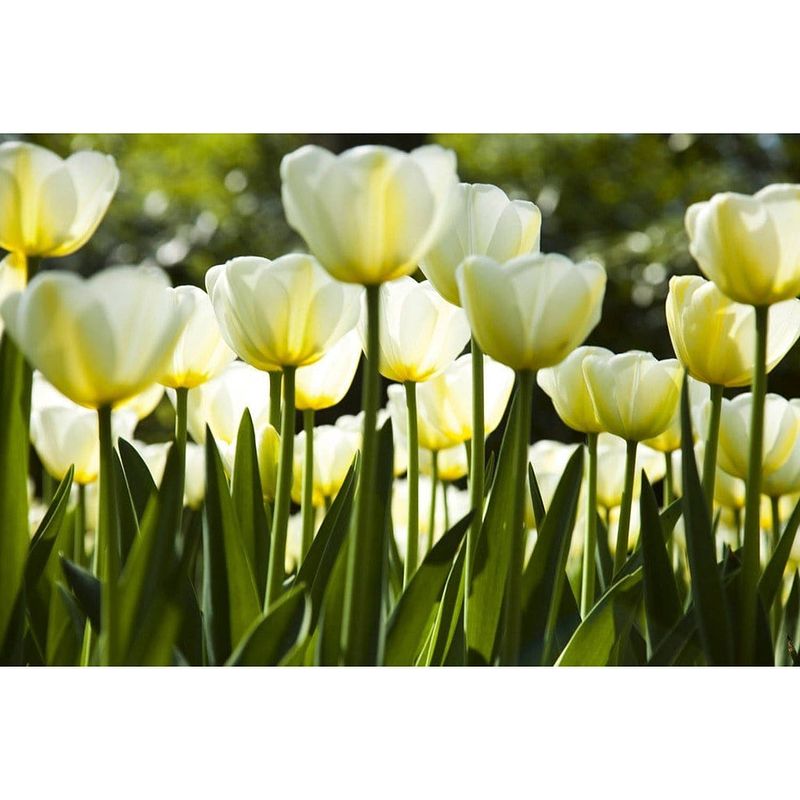 Foto van Dimex white tulips vlies fotobehang 375x250cm 5-banen