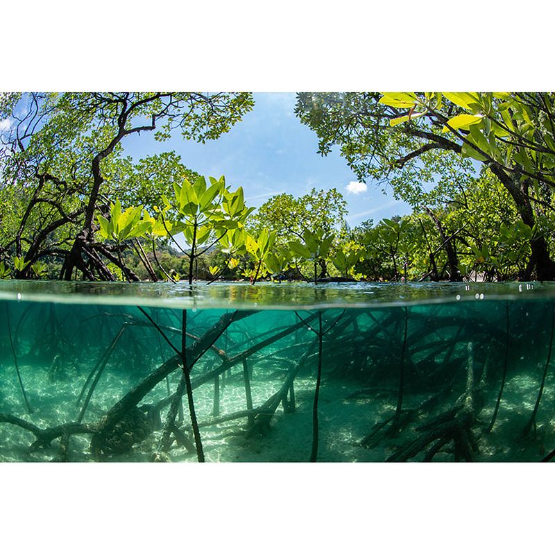 Foto van Inductiebeschermer - mangrove - 78x78 cm